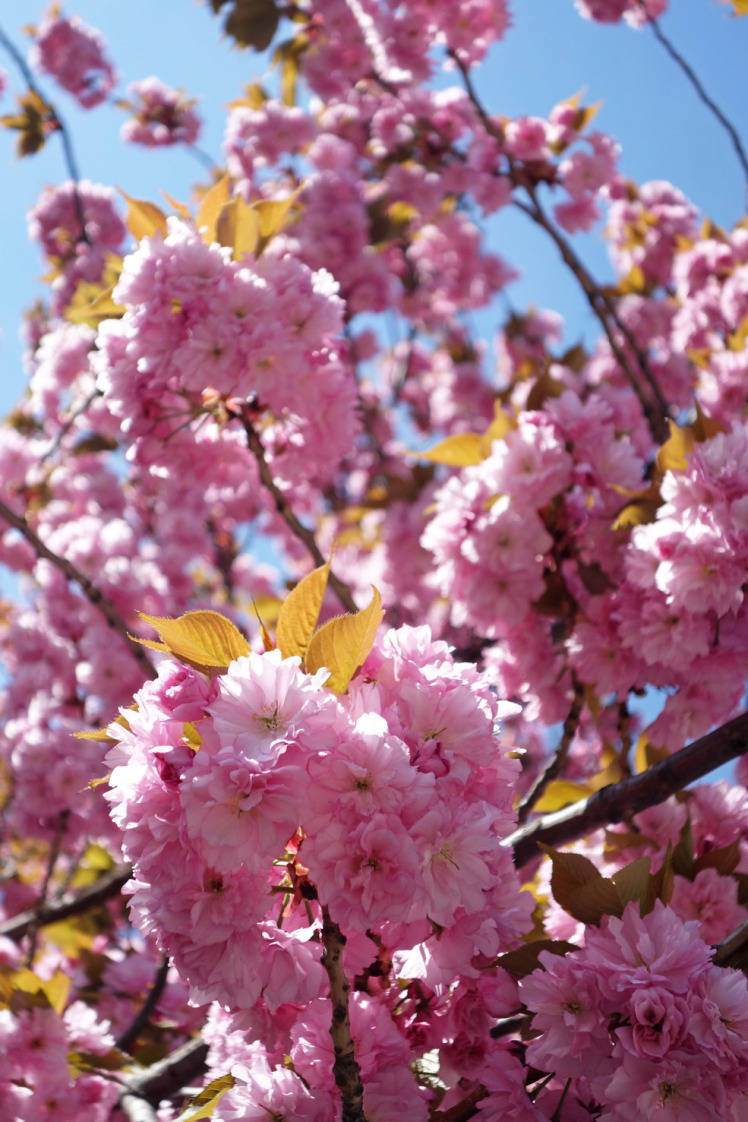 就是公园内盛开的粉色关山樱,虽然只有几棵樱花树,但若巧遇盛开季
