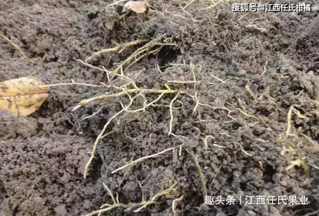 什么叫正官有根 0ea40f71e4a24627a93bf13200c4e5d3.jpeg