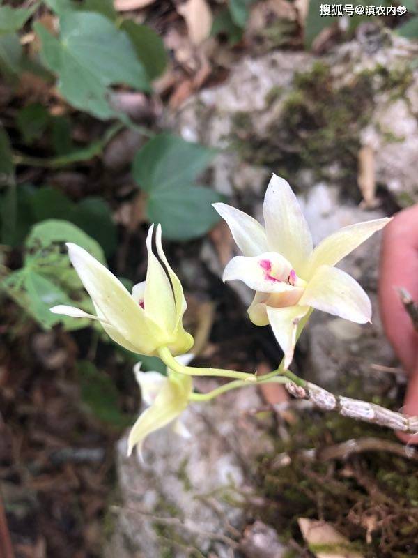 这让我想起"父亲节之花"石斛兰,倔强地攀附在悬崖峭壁,栉风沐雨,坚毅