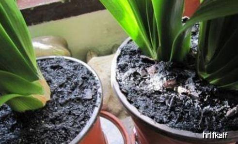 绿萝浇什么长得快 8b08c3f312614db9b0cd447cf2275e04.jpeg