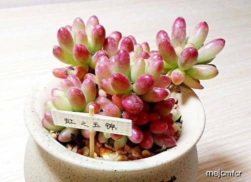 原创多肉虹之玉锦怎么养?教你3个小妙招,养出红润饱满的虹之玉锦