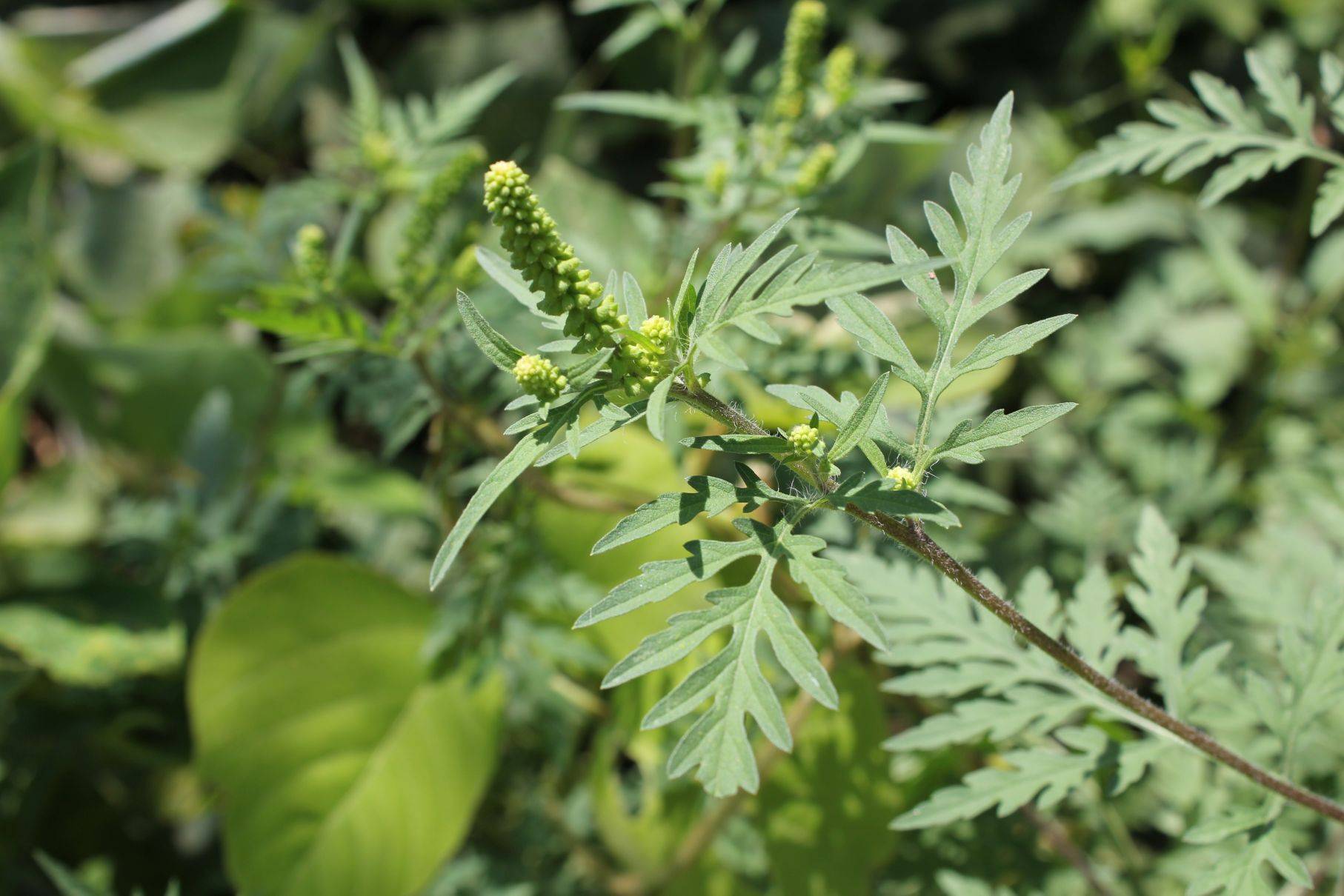 庆元植物1172-菊科-豚草属-豚草