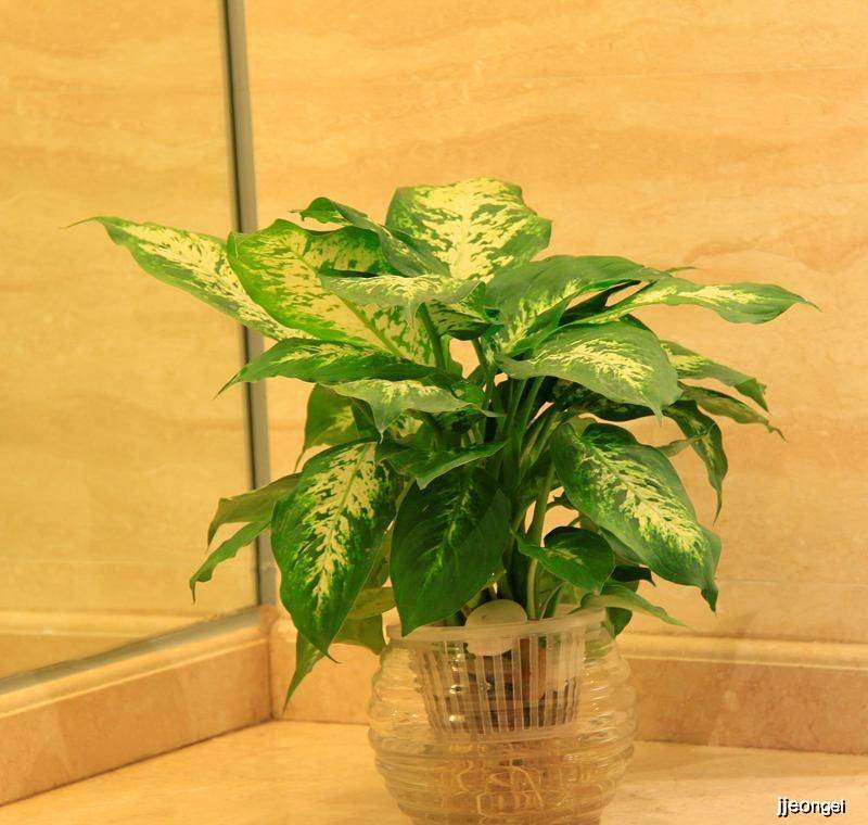 室内绿植什么时候浇水比较好 2c9aee82bf48430c8fdd951287bae811.jpeg