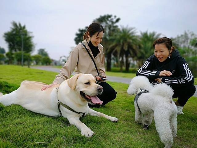 拉布拉多为何受人喜爱全因这治愈系的六大优点实在忍不住想养