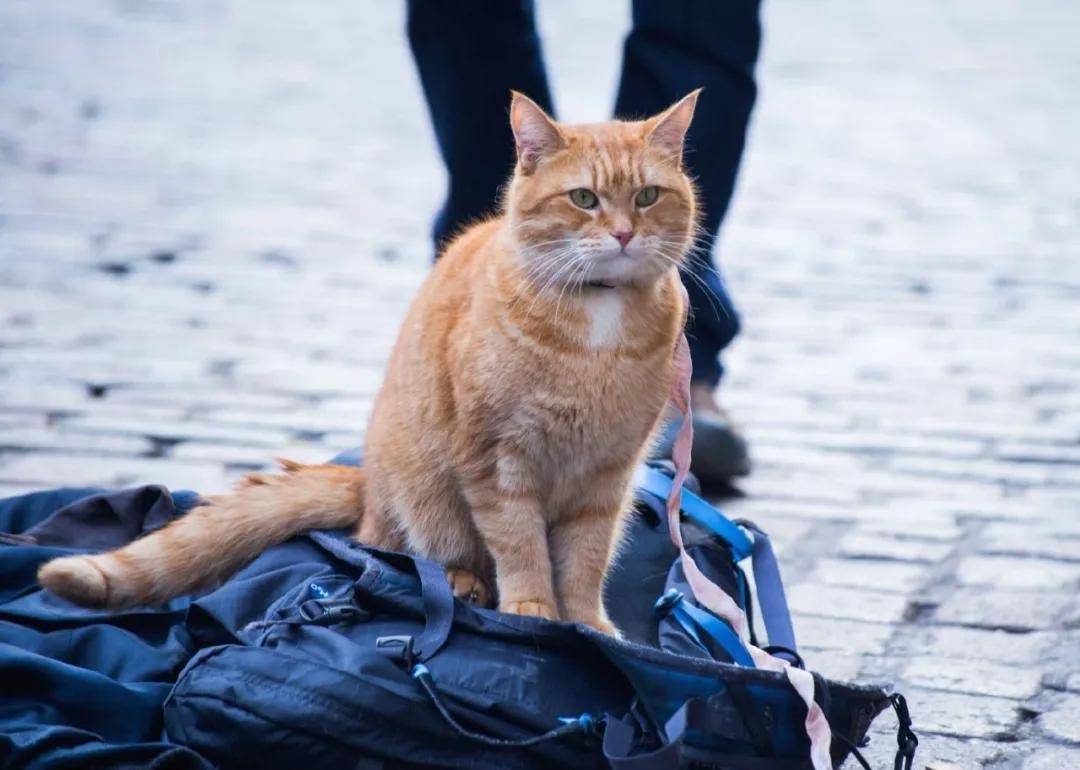 流浪猫鲍勃并非老死，而是死于车祸！