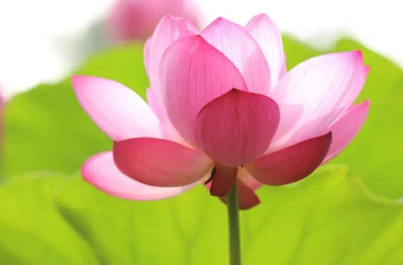 【每日正能量】心似莲花,心静如禅!