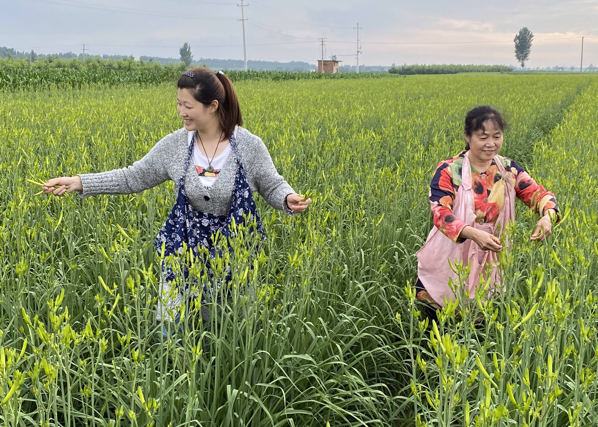 陕西黄花菜产业大镇:大荔苏村黄花菜采摘忙