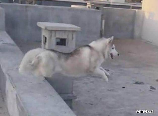 狗为啥会被卡住 e5c473661b214d68be47bfd3d8c8683e.jpeg