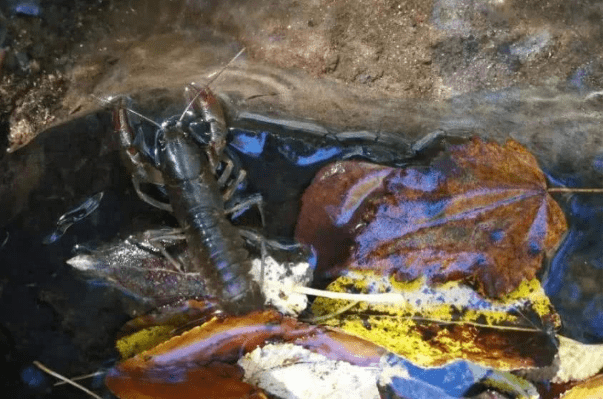 哪些是深海虾无法养殖 55a247bf86694cdfbfa85e7af9ef4de1.png