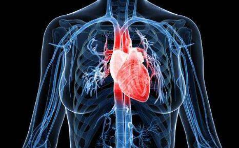 原创心脏正确位置图:心脏在人体什么位置
