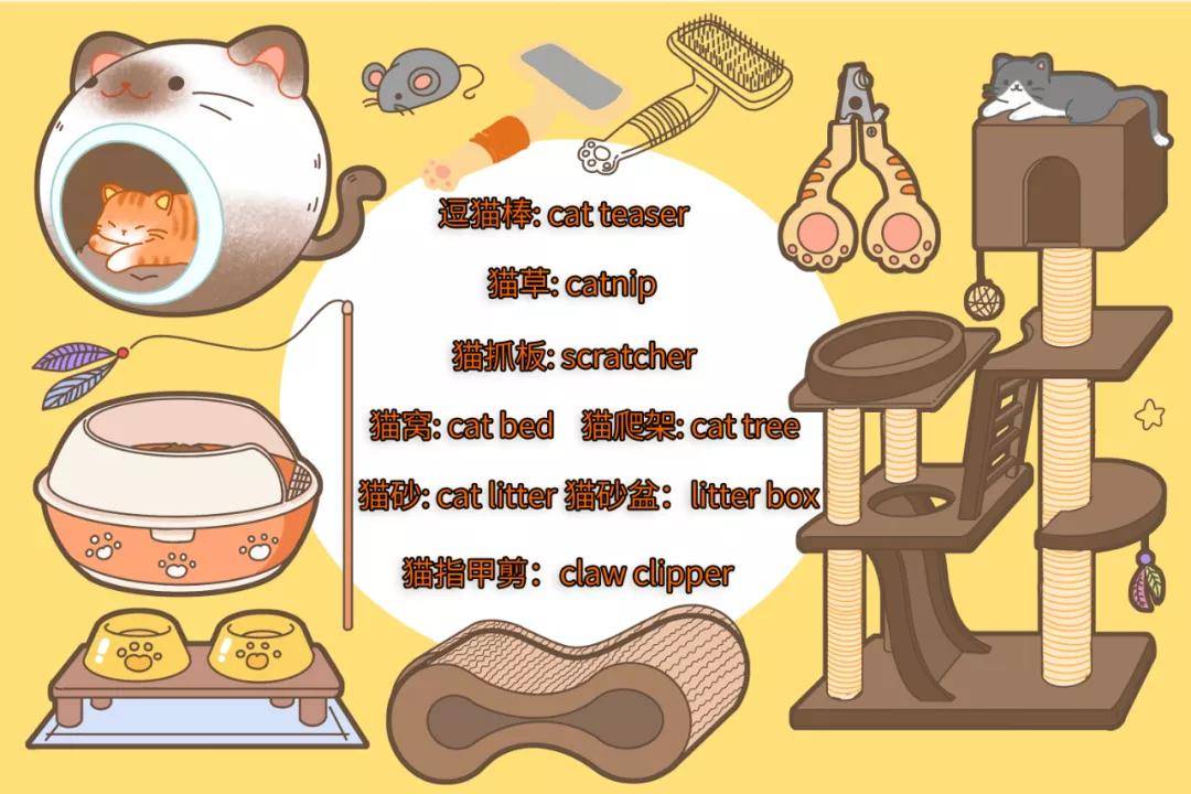 猫人|国外某公司招聘职业撸猫人,月薪2万欧!想去?先学会撸猫吸猫英文吧