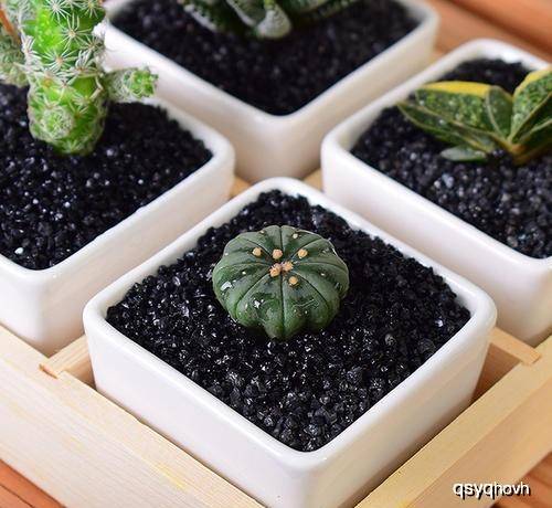 多肉种植土壤推荐 cb9c92536ba942baba8694f89f3efb72.jpeg