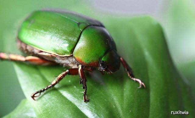 可以养的昆虫 d17eaf2a73c94bb3b24e75d95f1473dd.jpeg