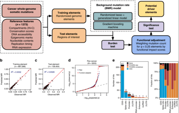 20.inferring structural variant cancer cell fraction.