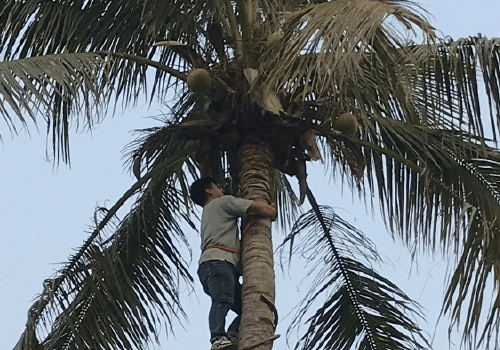 彭昱畅屡次爬椰子树设置太过分节目组早有招数不打无准备之仗