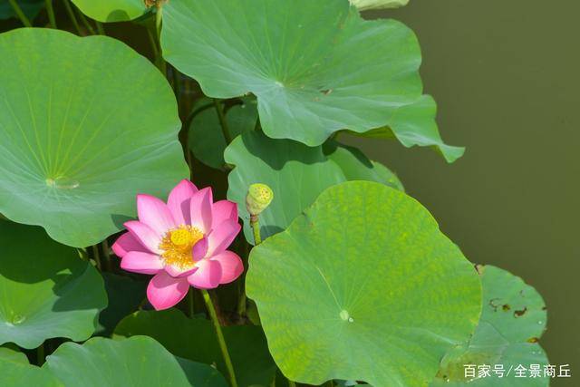 商丘永城:盈盈一水间 十里荷花香