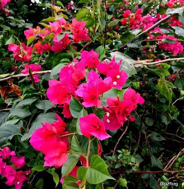 杜鹃花一年开几茬花 28e8c65127de4e95802819872220301b.jpeg