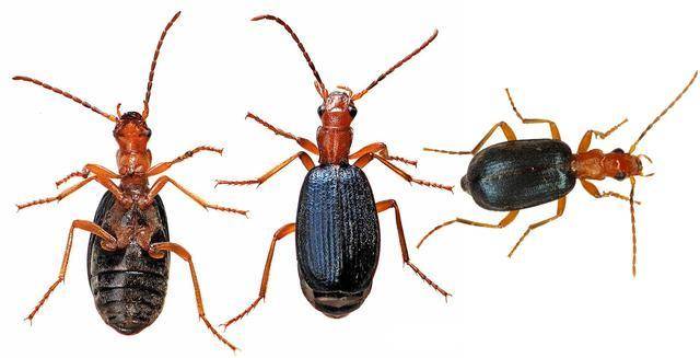 鞘翅目步甲科/carabidae,全世界约超过4万种,常见如虎甲,放屁虫等.