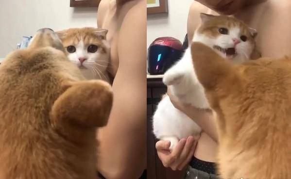 狗狗|超生气一头钻进主人怀里猫咪揍柴犬却因手太短打不到