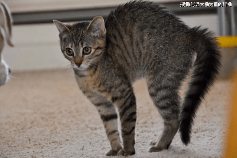 cdec15b853f54c4b80c421697570df8a.png