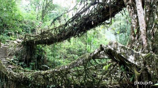 给树施肥应该离树根多远 e00c5fc68f6c4db7bf2a999376883b6d.jpeg