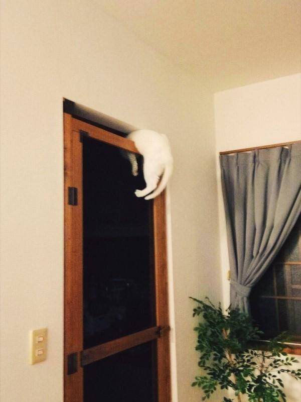 定制|没几天被猫咪破解!花了冤枉钱啊主人精心定制防猫门
