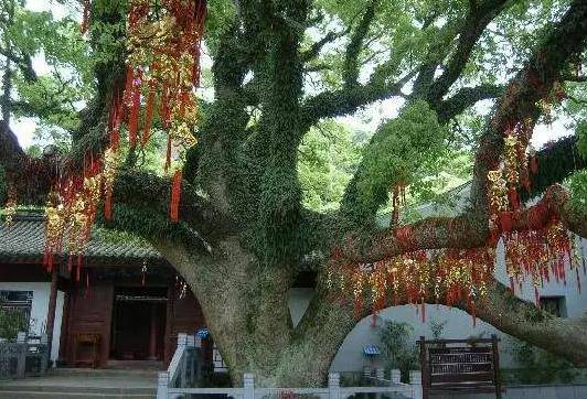 今天要介绍的植物,就是全世界最珍贵的独苗植株 普陀鹅耳枥.