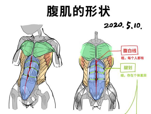 腹白线