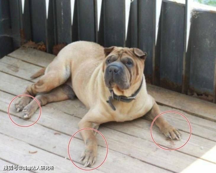 网友|GD被控诉弃养家中两只沙皮犬!网友:真差劲糟糕!有钱还不请人看!