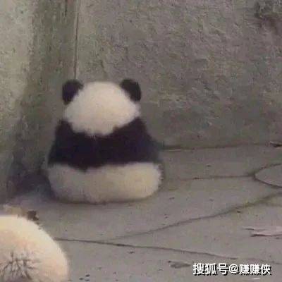 可爱表情包图片:猫猫一句话,熊猫成了背影杀手