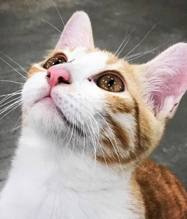 电路|两只猫咪齐刷刷跳上身,喵:我看看在干啥呢电工小哥在修电路