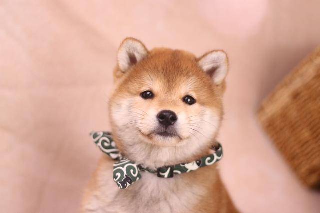 日本纯种柴犬的性格简介