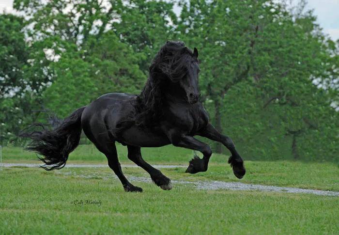 世界上最帅气的马,大家看看觉得如何?
