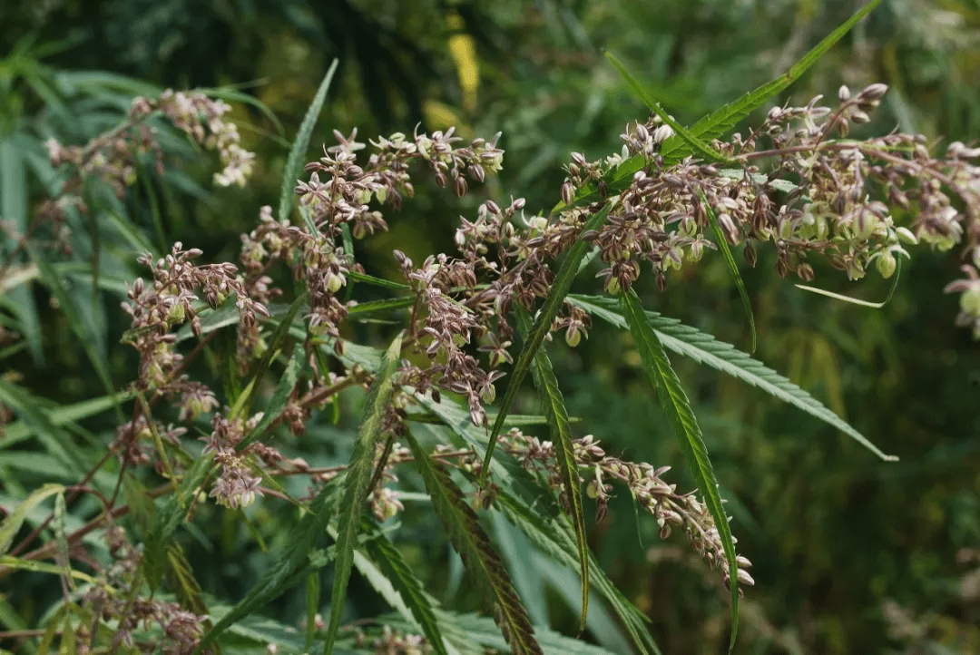 筑邦学堂|150余种 · 常见药用植物