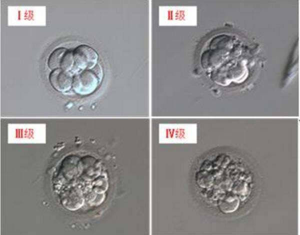 通过第三代试管婴儿技术助孕的囊胚和胚胎相比有哪些优势