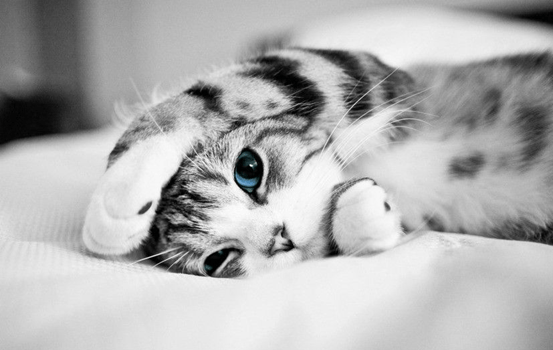 【猫咪】狗子和猫咪哪个智商高?六个小测试告诉你答案,