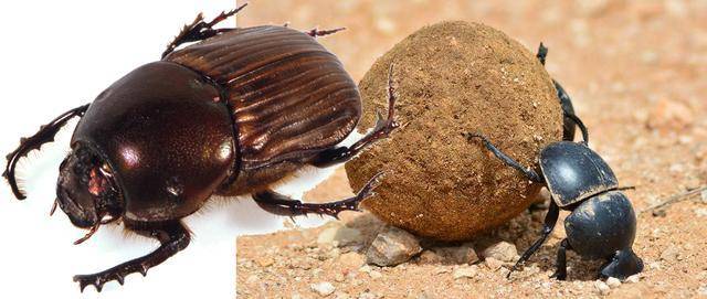 蜣螂(dung beetle),也叫屎壳郎,粪金龟,鞘翅目金龟子总科下一个亚系