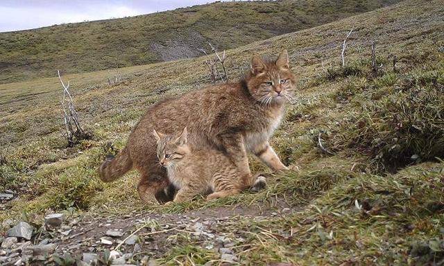 科学家揭开祁连山荒漠猫神秘面纱,外表呆萌吃毒蛇,凶猛敢拼花豹