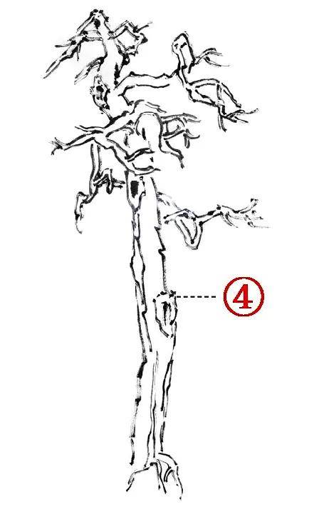 ⑤画树干和树枝时,轮廓线与皴纹线必须协调统一.