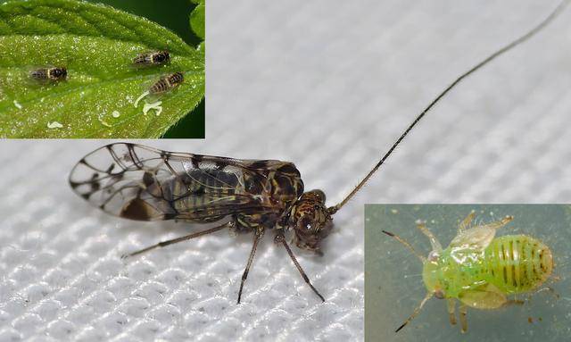 木虱成虫及幼虫蝉(cicada),俗称知了,半翅目蝉科/cicadidae,该科约有