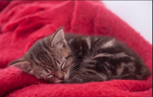 猫咪也会怕冷,蜷着身子睡觉可以缩小身体暴露在冷空气中的面积,从而