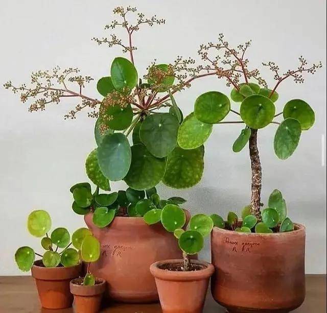 花卉百科丨这个夏天就给家里养这些绿植吧简单好养