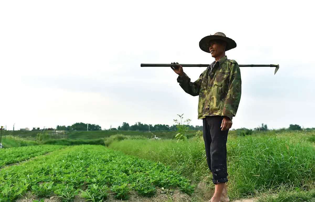 农民伯伯们在田野中劳作