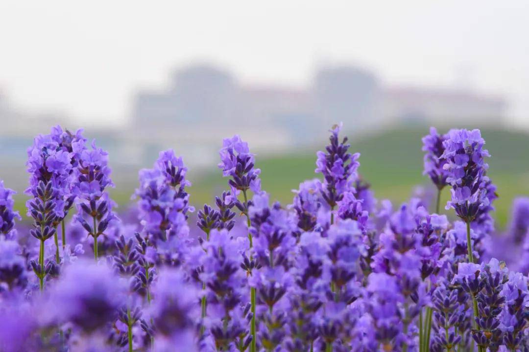 大片的薰衣草盛开!就在瓦房店!
