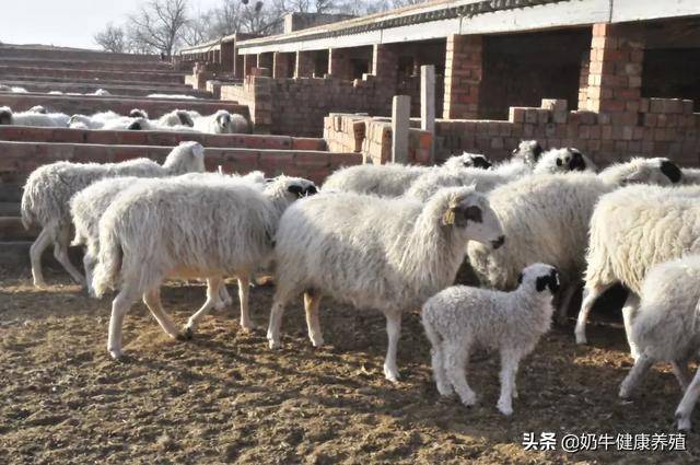 但在农村想多赚点钱,养殖业和种植业真的就是最普遍的,其他的那些小