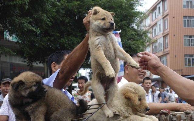 买狗时,最不能说的7句话,不然会被"宰"得很惨