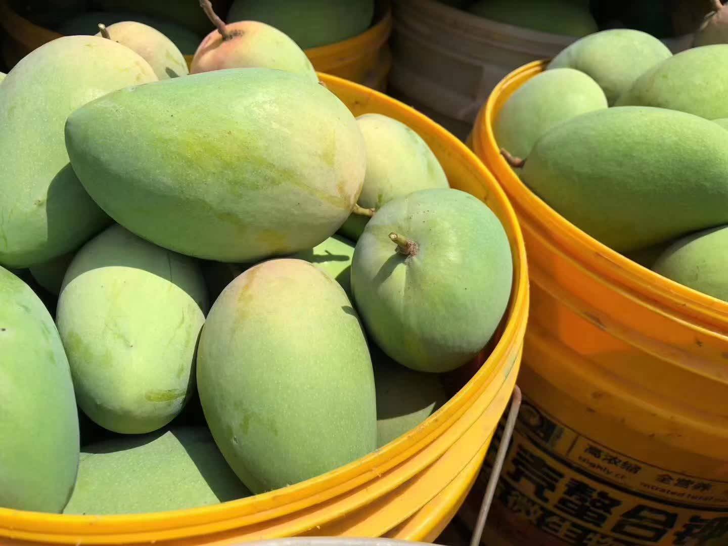 乘风破浪的百色芒果_桂七