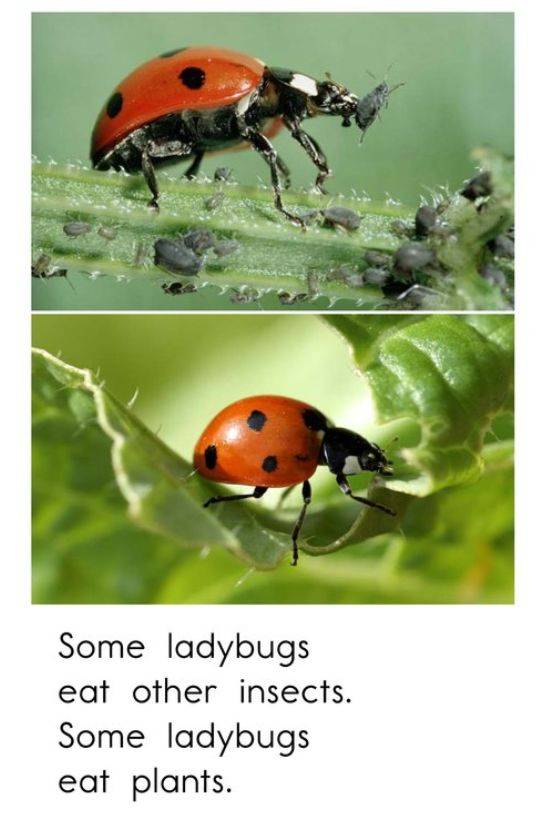 伴读| raz c:ladybugs