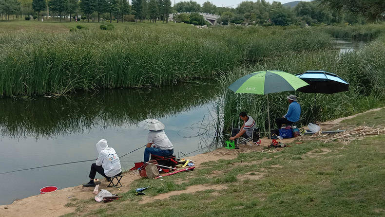 钓友|再难钓的鱼也照样咬钩夏天野钓做这些改变