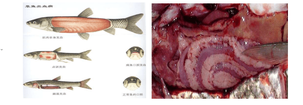 草鱼红肌肉 草鱼肠道充血